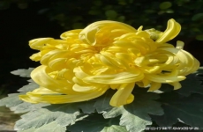 此花开尽更无花：10首最美的菊花诗词，您喜欢哪一首呢